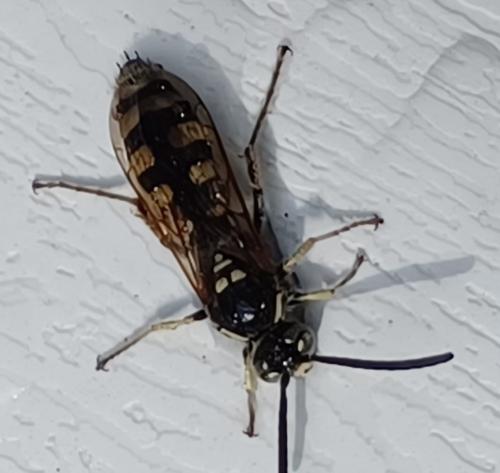 Colpa sexmaculata